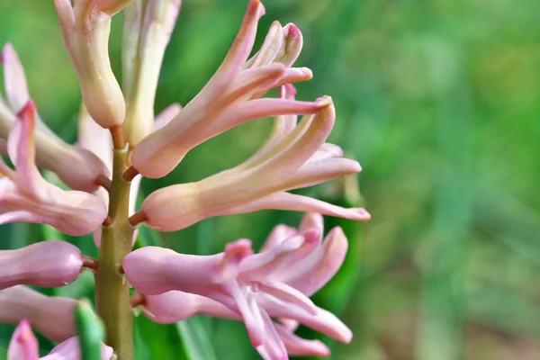 小さな春の野生の花のクローズアップ — ストック写真