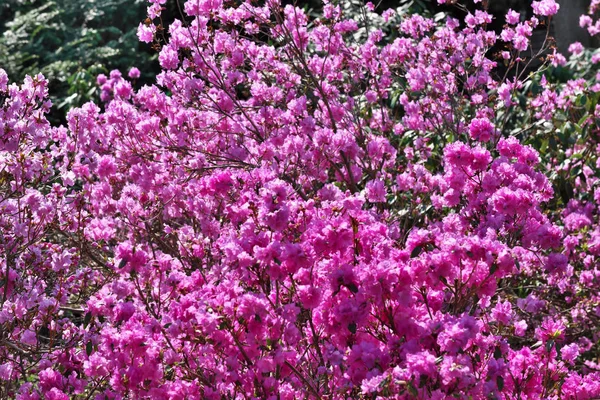 ピンク石楠花ブルーム — ストック写真