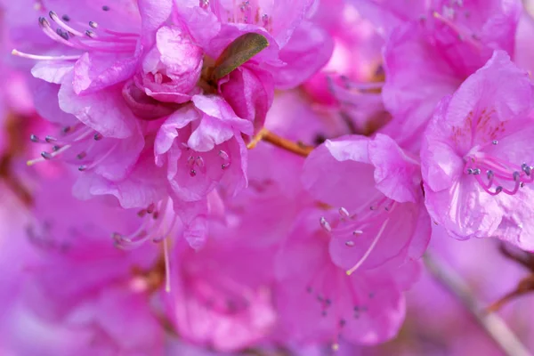 Closeup růžové rododendrony kvetou — Stock fotografie