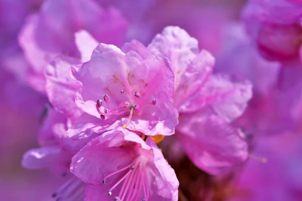 Closeup růžové rododendrony kvetou — Stock fotografie