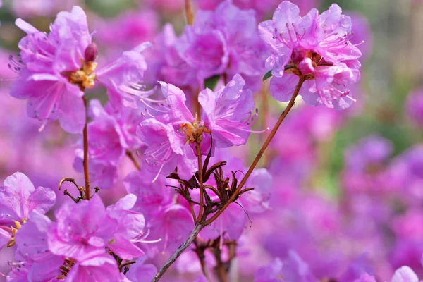 Closeup pink rhododendrons bloom — Stock Photo, Image