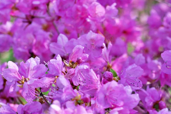 Closeup růžové rododendrony kvetou — Stock fotografie