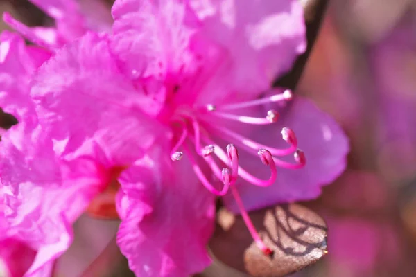 クローズアップピンク石楠花ブルーム — ストック写真