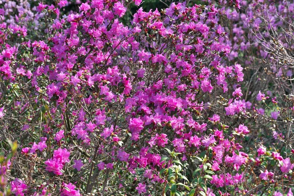 Růžové rododendrony kvetou — Stock fotografie