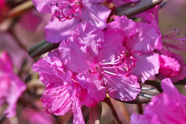 Closeup růžové rododendrony kvetou — Stock fotografie