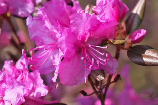 Closeup pink rhododendrons bloom — Stock Photo, Image