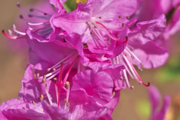 Closeup pink rhododendrons bloom — Stock Photo, Image