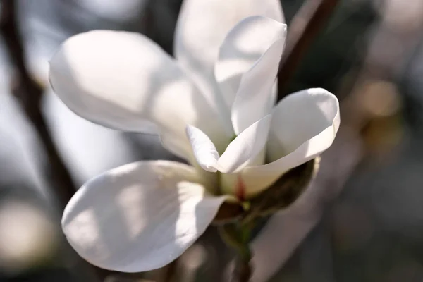 Witte Magnolia bloemen close-up — Stockfoto