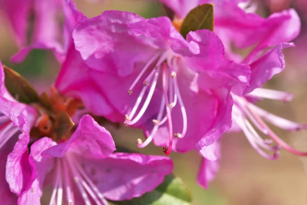 Closeup pink rhododendrons bloom — Stock Photo, Image
