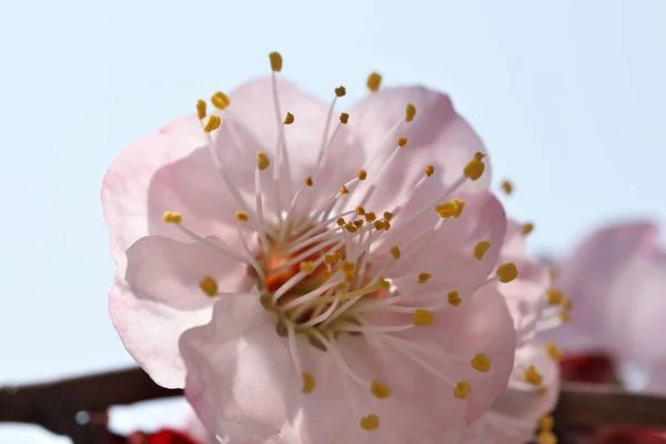 Fechar flores de damasco florescer — Fotografia de Stock