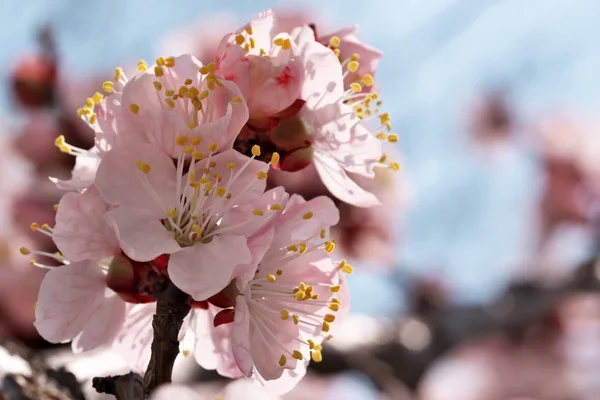 Fechar flores de damasco florescer — Fotografia de Stock