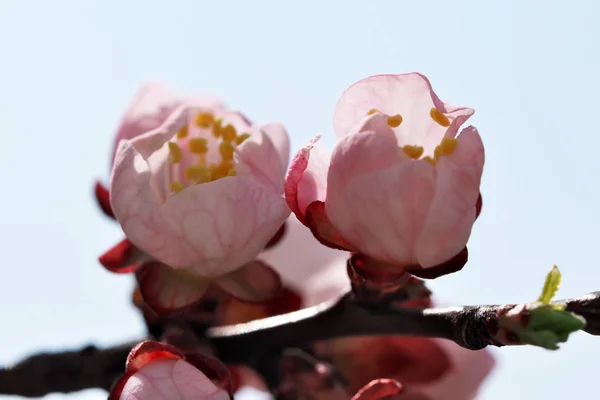 Fechar flores de damasco florescer — Fotografia de Stock