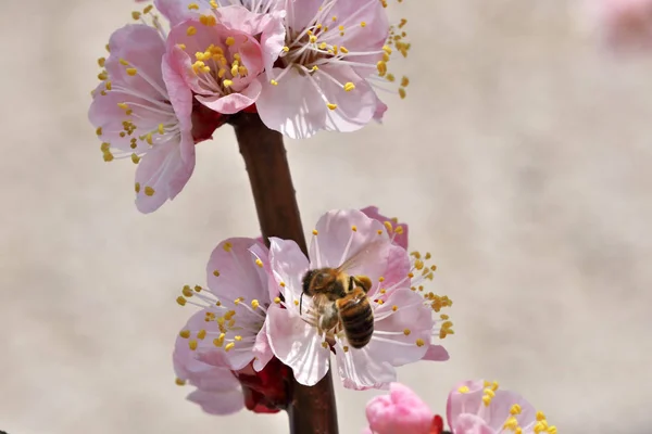 Fechar flores de damasco florescer — Fotografia de Stock