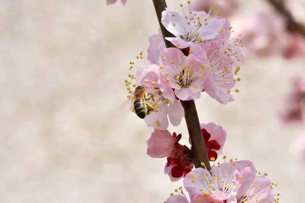 Closeup apricot flowers bloom — Stock Photo, Image