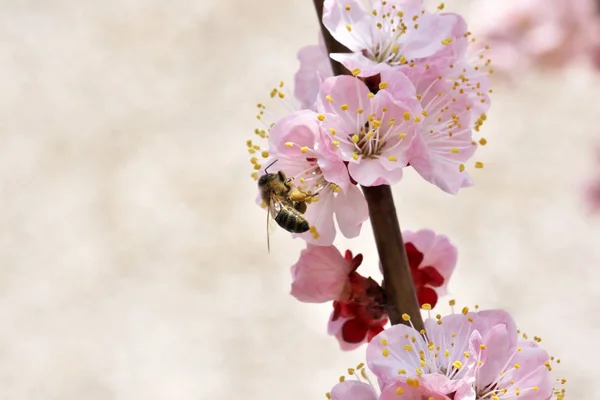 Closeup apricot flowers bloom — Stock Photo, Image