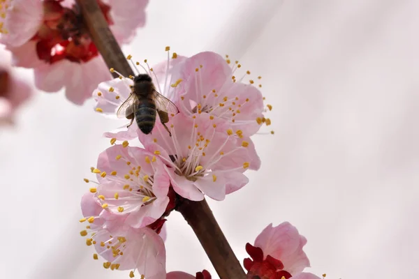 Closeup apricot flowers bloom — Stock Photo, Image