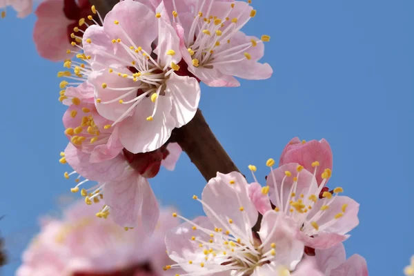 Closeup apricot flowers bloom — Stock Photo, Image