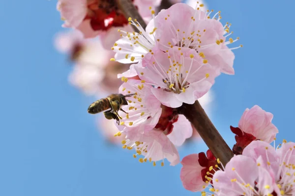 Closeup apricot flowers bloom — Stock Photo, Image