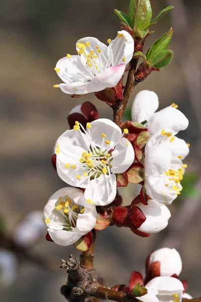 Fiori di albicocca primo piano fioriscono — Foto Stock
