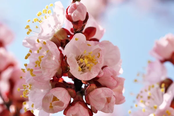 Closeup apricot flowers bloom — Stock Photo, Image