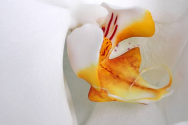 Beyaz orkide çiçeği yakın plan.