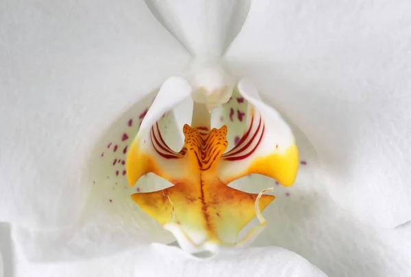 Beyaz orkide çiçeği yakın plan. — Stok fotoğraf