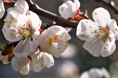 Kayısı güzel pembe çiçekler açar