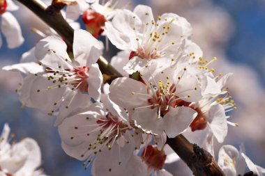 Kayısı güzel pembe çiçekler açar