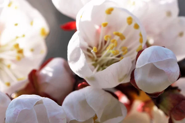 Apricots bloom beautiful pink flowers