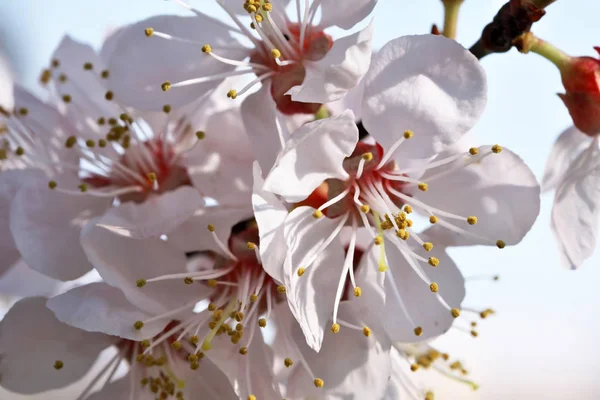 Damascos florescem belas flores rosa — Fotografia de Stock