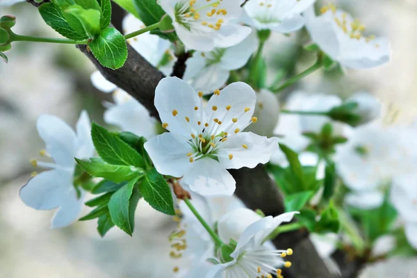 Třešně kvetou nádherné Bílé květiny — Stock fotografie