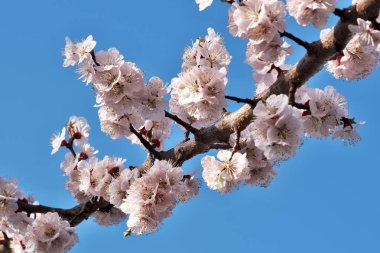 Kayısı güzel pembe çiçekler açar