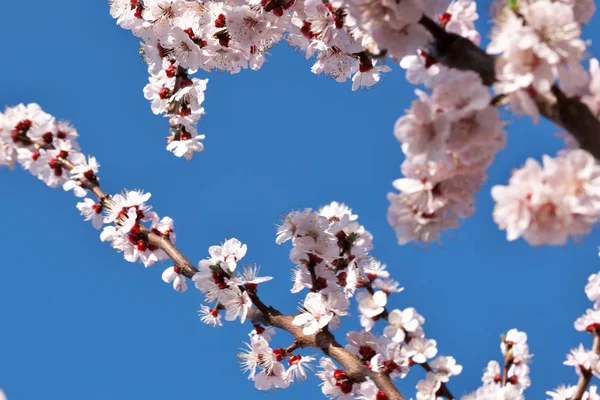 Meruňky kvetou krásnými růžovými květy — Stock fotografie