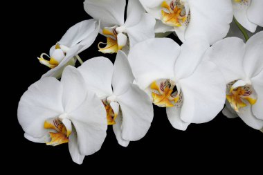 Beyaz orkideler yalnız başına çiçek açar.