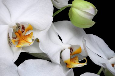 Beyaz orkideler yalnız başına çiçek açar.