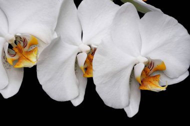 Beyaz orkideler yalnız başına çiçek açar.
