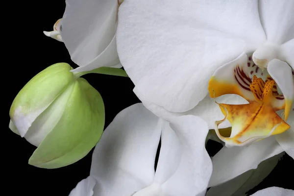 Weiße Orchideen blühen aus nächster Nähe isoliert — Stockfoto