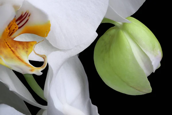 White orchids blossom close-up isolated — Stock Photo, Image