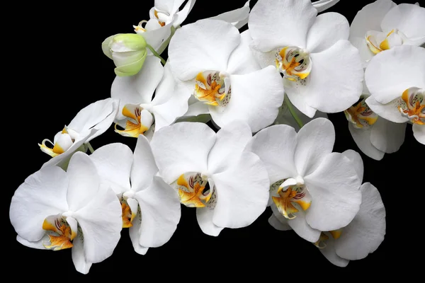 Vita orkidéer blomma närbild isolerad — Stockfoto