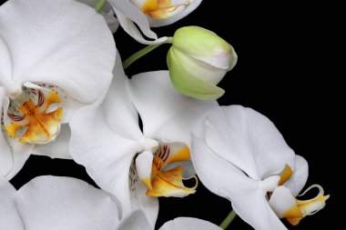 Beyaz orkideler yalnız başına çiçek açar.