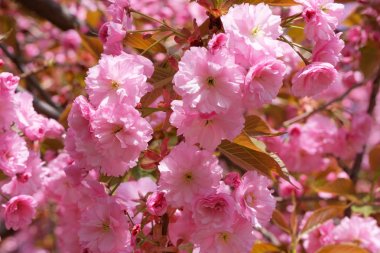 Güzel parlak pembe sakura