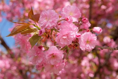 Güzel parlak pembe sakura