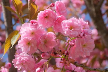 Güzel parlak pembe sakura
