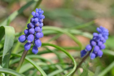 Güzel parlak küçük bahar çiçekleri