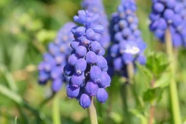 Güzel parlak küçük bahar çiçekleri