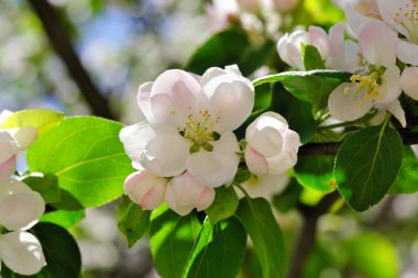 Elma ağacı çiçekleri açar
