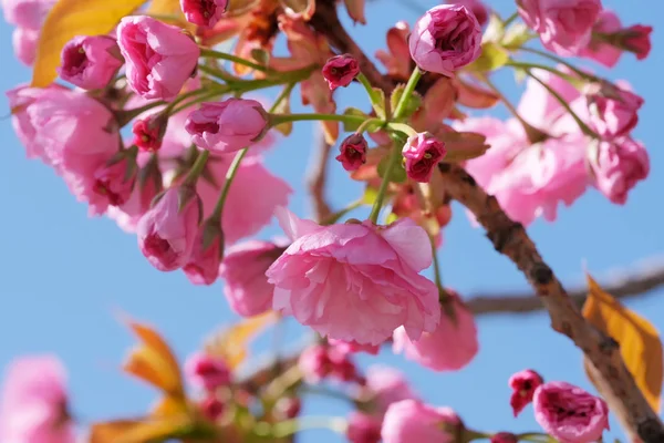 Belle sakura rose vif — Photo