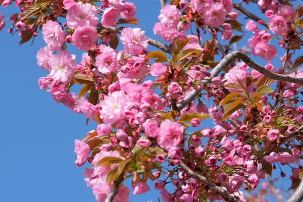 Krásná jasná růžová Sakura — Stock fotografie