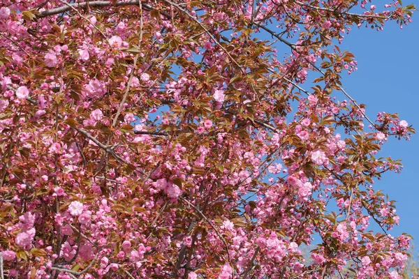 Krásná jasná růžová Sakura — Stock fotografie