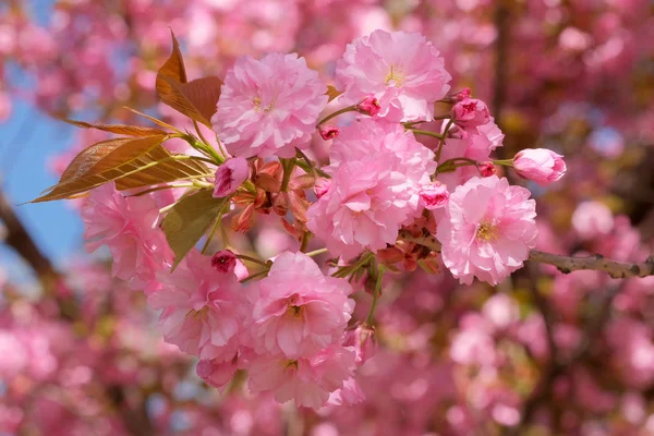 Krásná jasná růžová Sakura — Stock fotografie